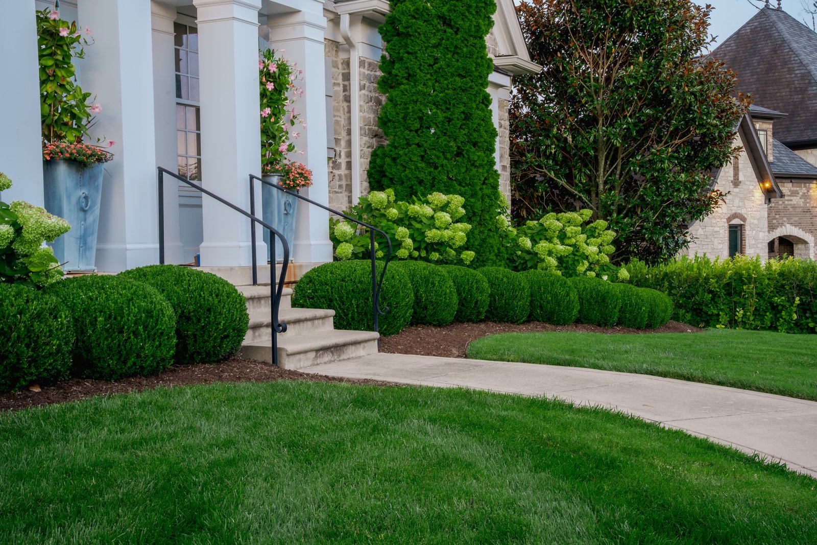 Clipped boxwood row and hydrangeas at a front entry