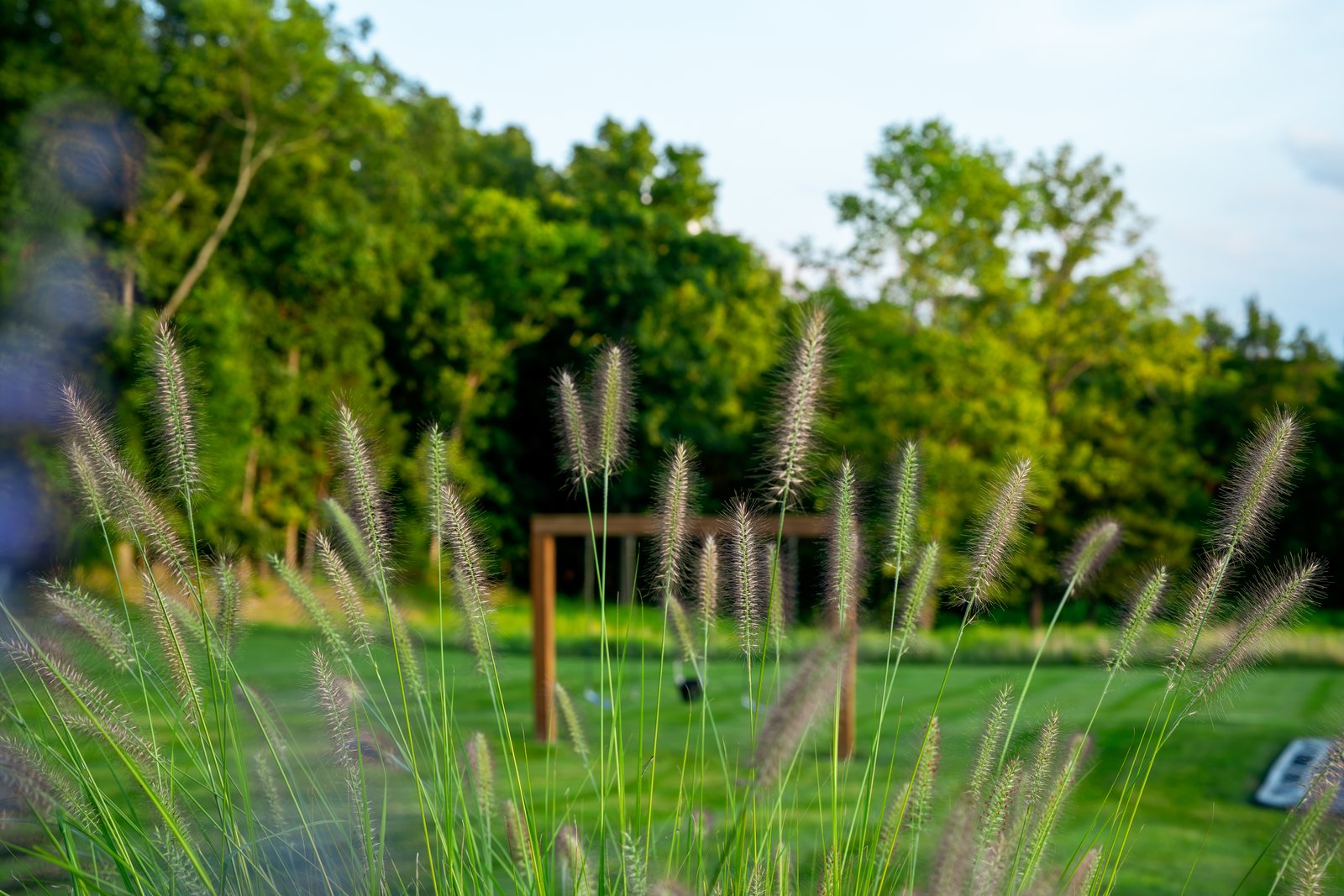 Plume Screen &middot; Ornamental Grasses