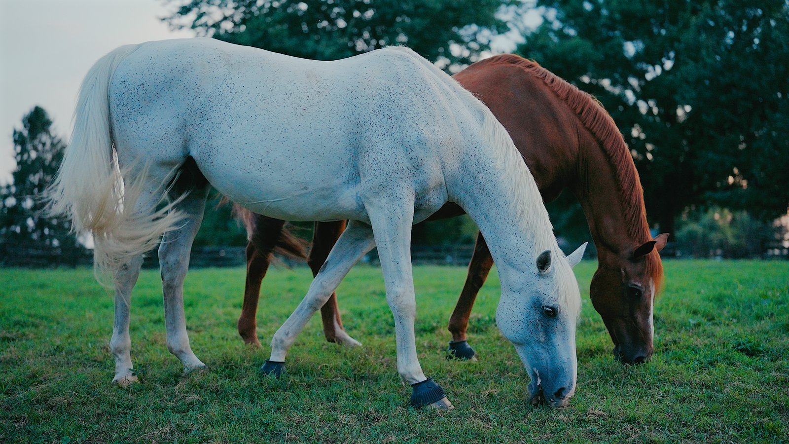 Two horses grazing in a fenced back pasture