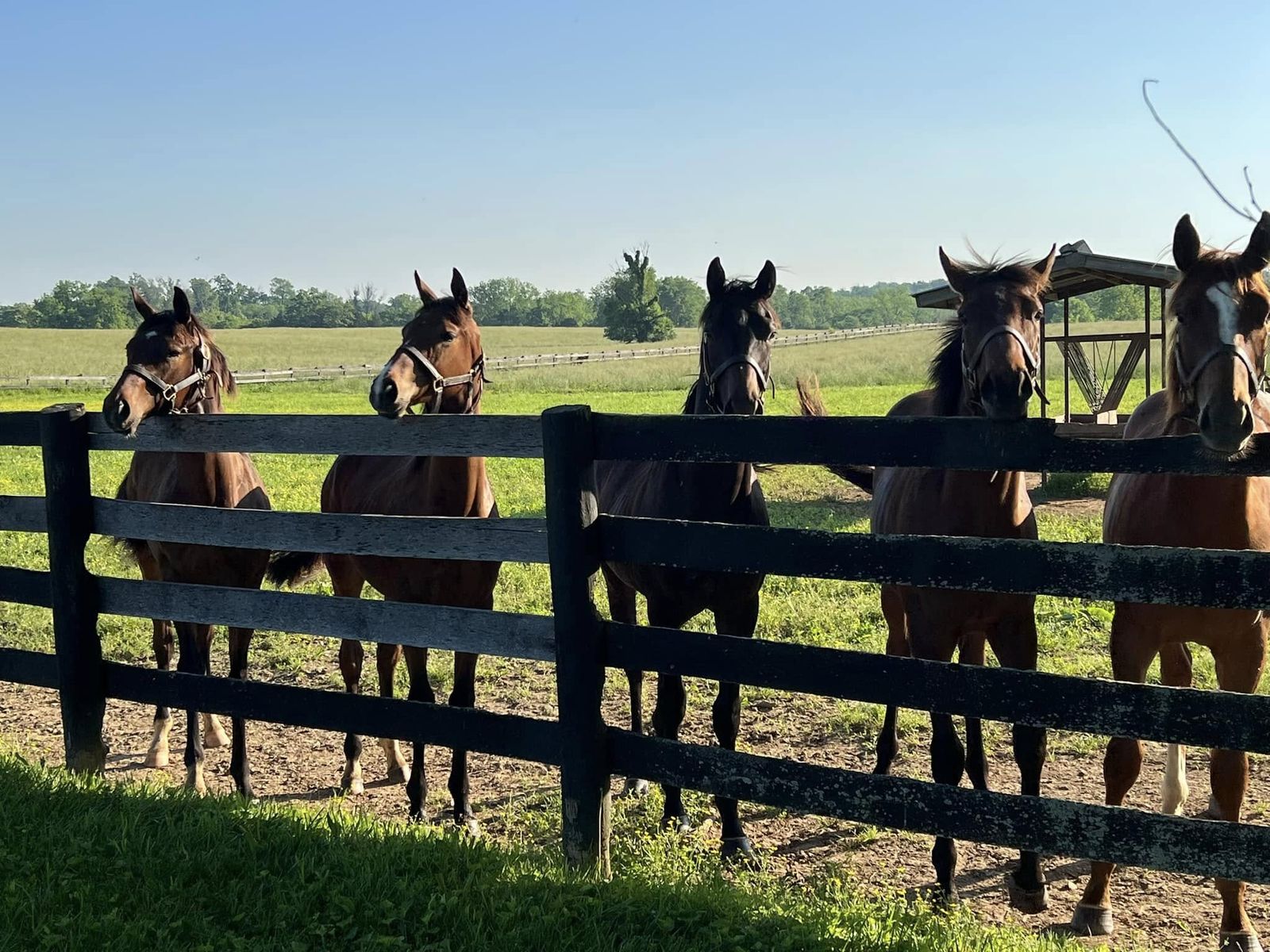 Kentucky horse farm property