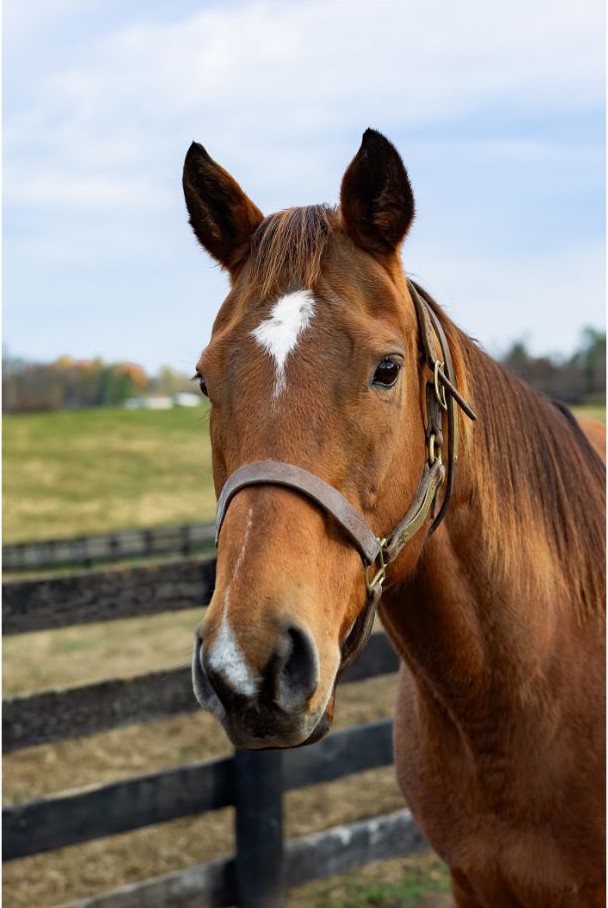 Chestnut horse at a black board fence, Nash Family Farm